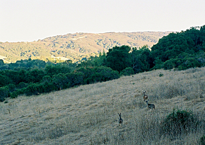 [The three black-tailed deer are crossing a wheat-colored grassy field which is completely in the shade from the setting sun. In the distance is a hillside which still has full sun. In between in the shade are dark green trees.]